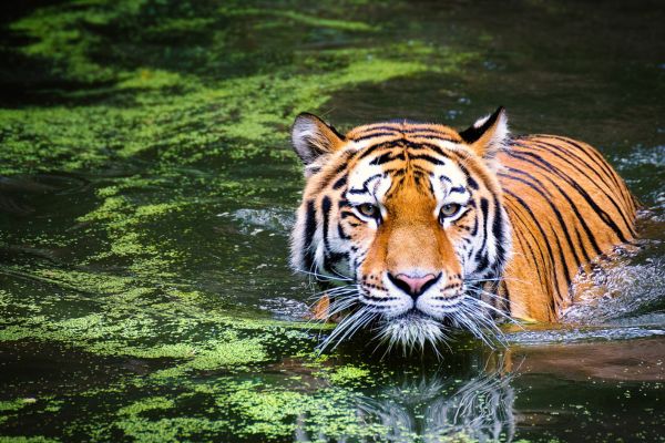 How to Reach Jim Corbett National Park from Mumbai?