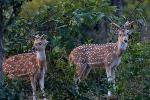 Jim Corbett National Park