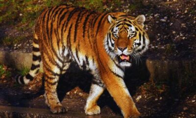 How To Reach Ranthambore National Park From Mumbai?