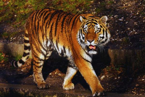 How To Reach Ranthambore National Park From Mumbai?