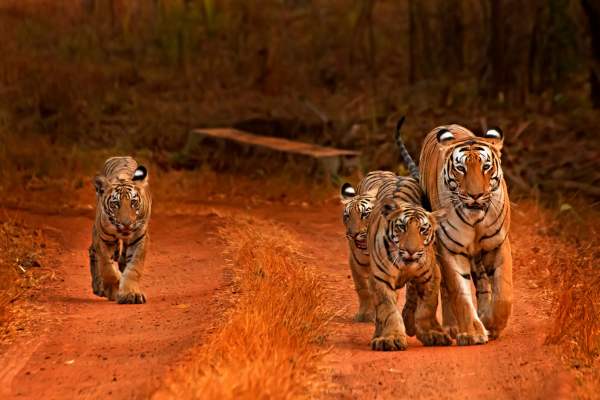 Ranthambore National Park