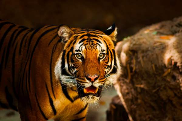 How To Reach Ranthambore National Park From Mumbai