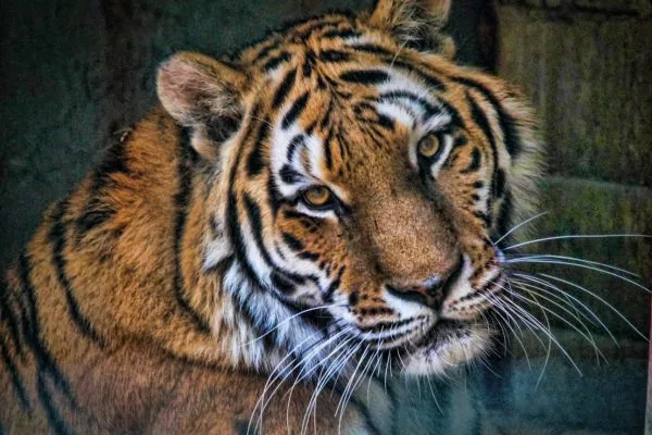 Byculla Zoo Tickets