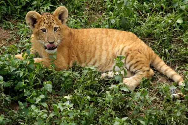 Byculla Zoo