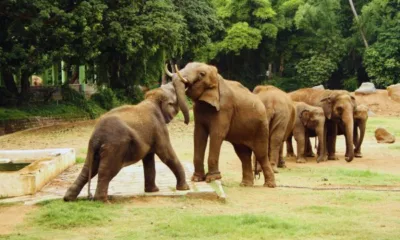 Byculla Zoo Tickets: Prices, Booking, Timings, and More
