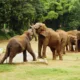 Byculla Zoo Tickets: Prices, Booking, Timings, and More