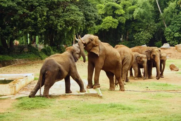 Byculla Zoo Tickets: Prices, Booking, Timings, and More