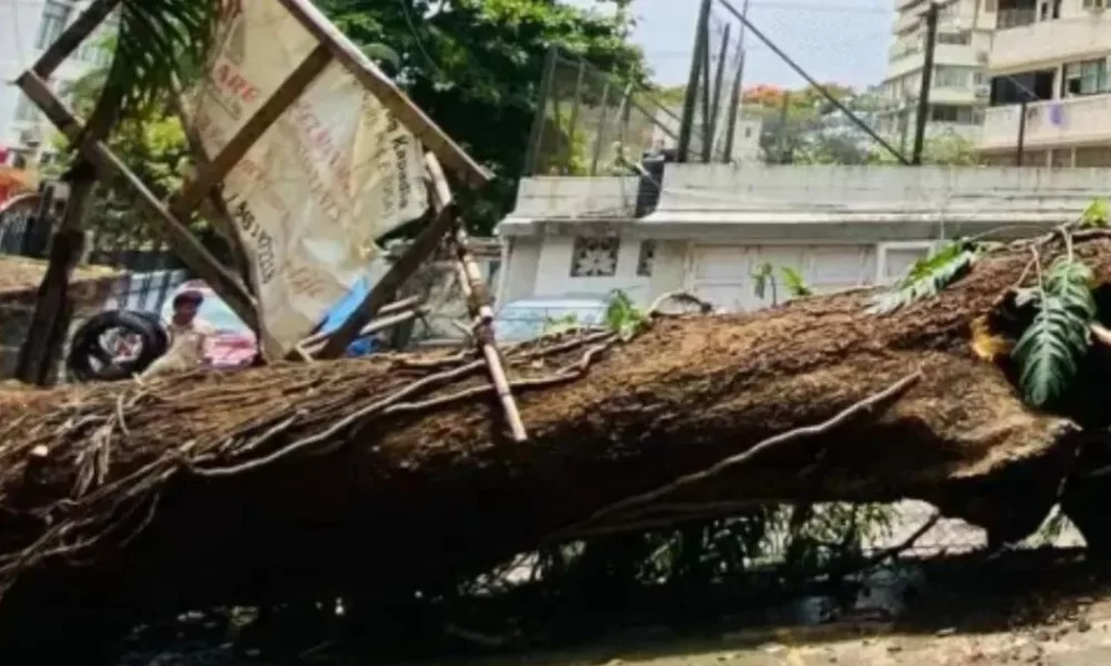 Mumbai: 25-year-old man dies after tree falls on him during heavy rains in Vikhroli