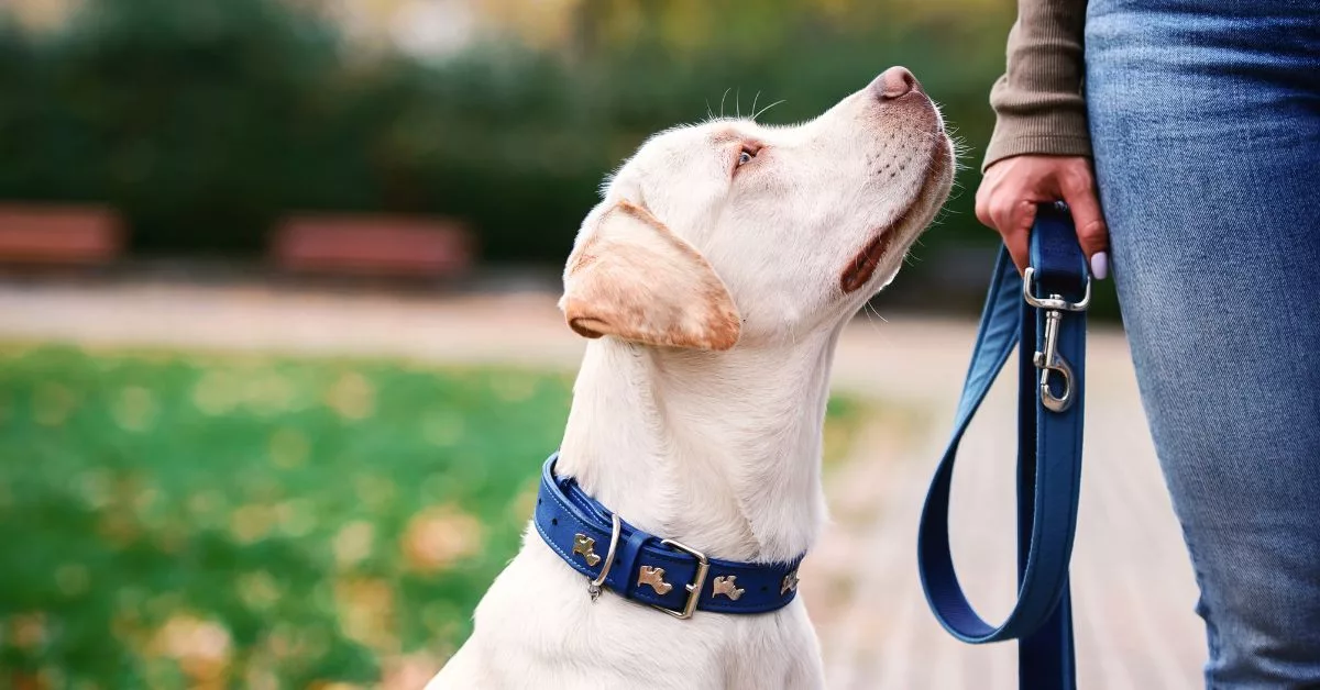 New BMC Rules Every Pet Owner in Mumbai Must Know – Major Changes for Stray Animal Care Too