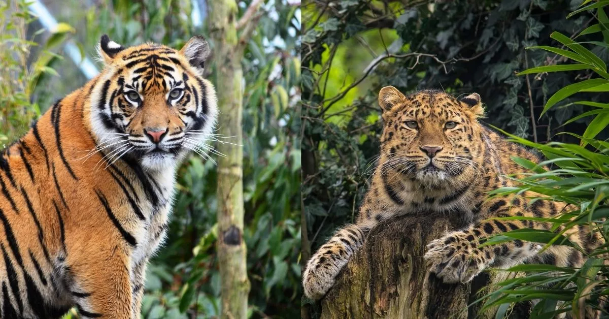 Forest Minister said that 22 tigers and 40 leopards died in Maharashtra in just 4 months