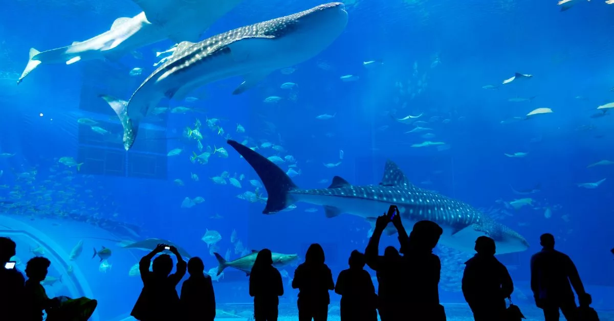Aquarium Collapsed California