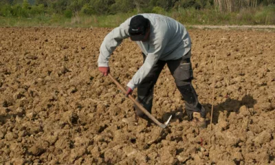 Kisan Diwas 2025 Wishes in Marathi; Quotes, Images, Messages, Greetings, Shayari and Captions