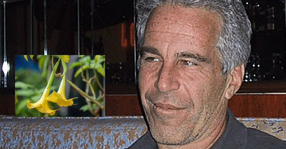 Why Do the Epstein Files Mention the ‘Zombie Flower’ Trumpet? What Do the Emails Reveal About Scopolamine and His Nursery?