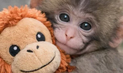 Viral Video Shows Baby Monkey Punch Being Bullied at Japan Zoo, Sparking Animal Welfare Outrage