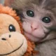 Viral Video Shows Baby Monkey Punch Being Bullied at Japan Zoo, Sparking Animal Welfare Outrage