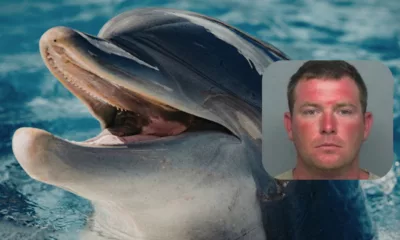 Is Gerald the Dolphin Real? Viral Florida Kidnapping Story Explained