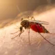 World Malaria Day 2026 Quotes, Images, Messages, and Instagram Captions to create awareness