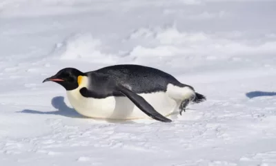 World Penguin Day 2026 Quotes, Messages, Images, Posters, Banners and Instagram Captions