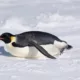 World Penguin Day 2026 Quotes, Messages, Images, Posters, Banners and Instagram Captions