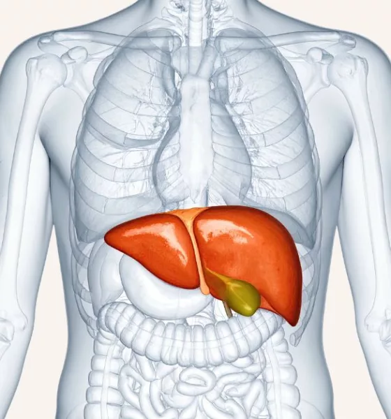 World Liver Day 2026 Quotes, Messages, Images, Posters, Banners and Instagram Captions